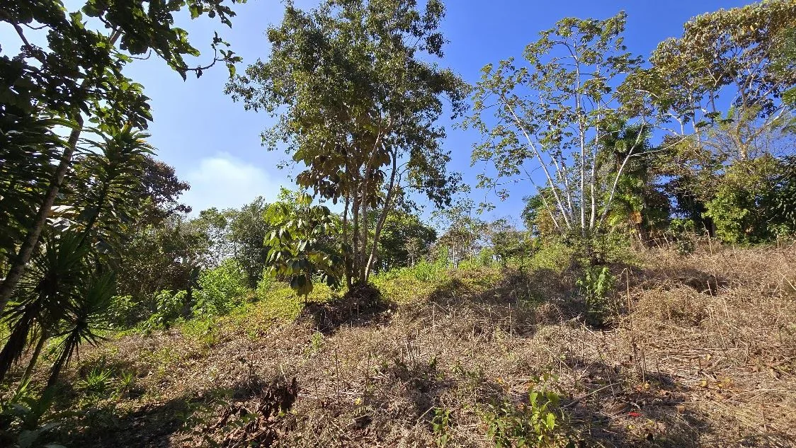 Land for sale in La Ceniza, Perez Zeledon, photo 13