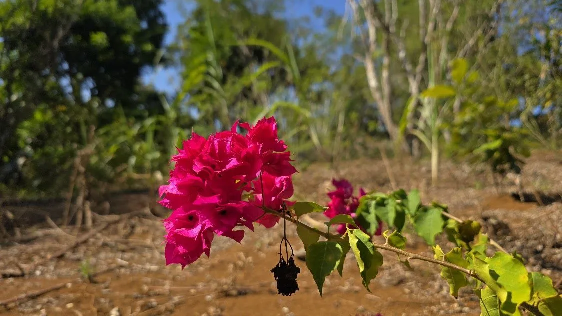 Land for sale in La Ceniza, Perez Zeledon, photo 14