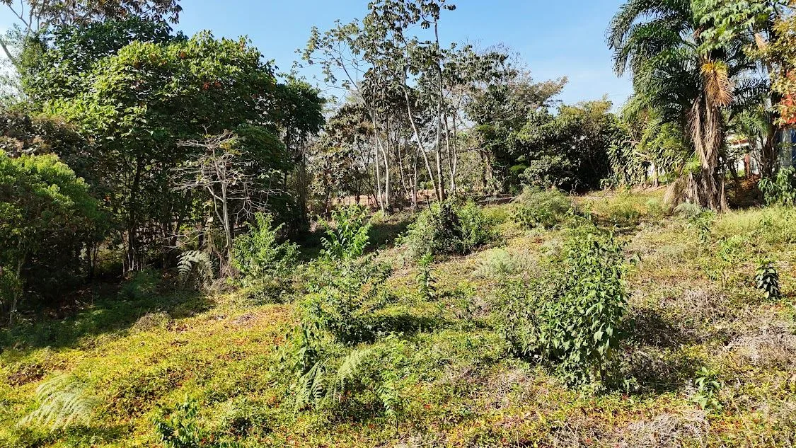Land for sale in La Ceniza, Perez Zeledon, photo 15