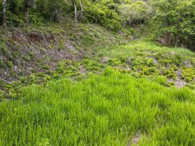Lovely Ocean View Land with Several Building Sites, photo 4