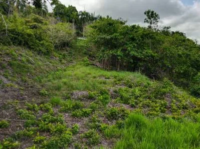 Lovely Ocean View Land with Several Building Sites, photo 5