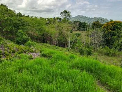 Lovely Ocean View Land with Several Building Sites, photo 7