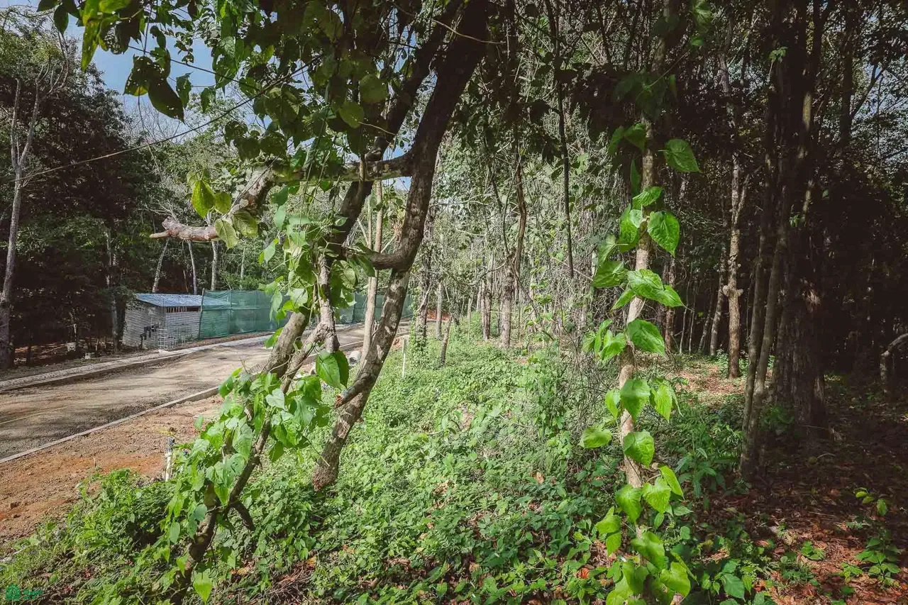 Guanavista Lot #A14, Cuajiniquil, Guanacaste 50306