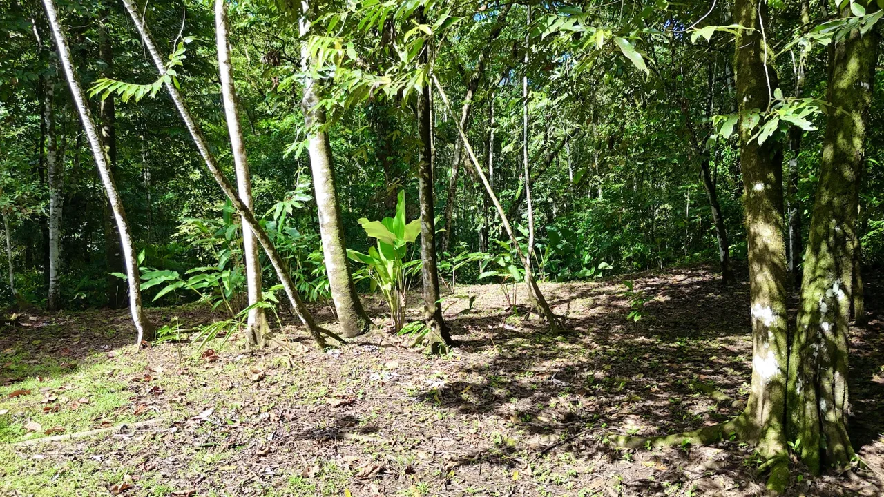 MOUNTAIN BUILDING PROPERTY WITH A CREEK, IN SAN JOSECITO – 5.9 ACRES, photo 11