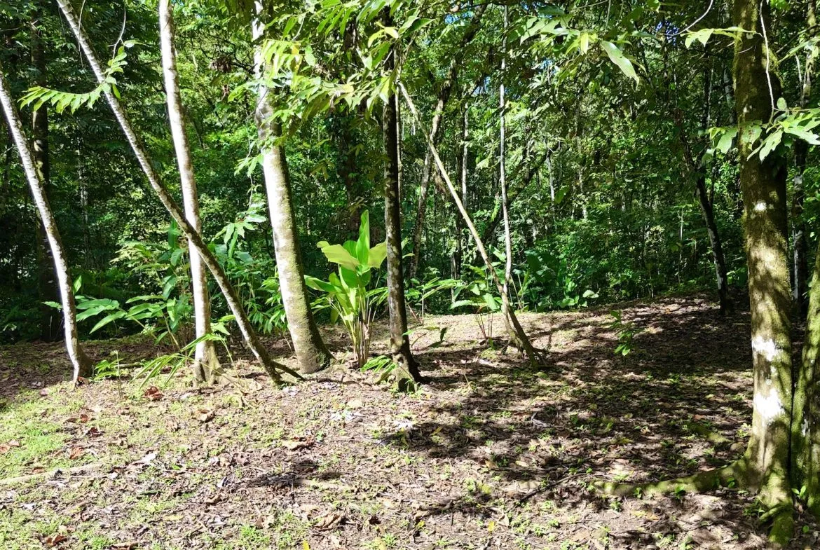 MOUNTAIN BUILDING PROPERTY WITH A CREEK, IN SAN JOSECITO – 5.9 ACRES, photo 12