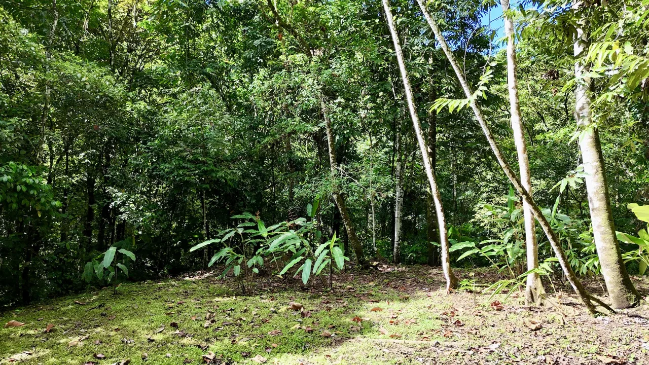MOUNTAIN BUILDING PROPERTY WITH A CREEK, IN SAN JOSECITO – 5.9 ACRES, photo 13