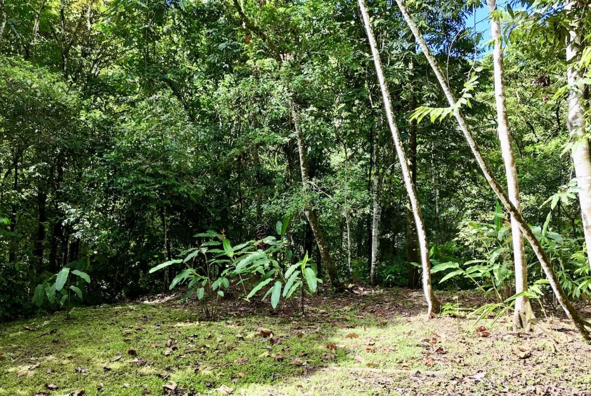 MOUNTAIN BUILDING PROPERTY WITH A CREEK, IN SAN JOSECITO – 5.9 ACRES, photo 14