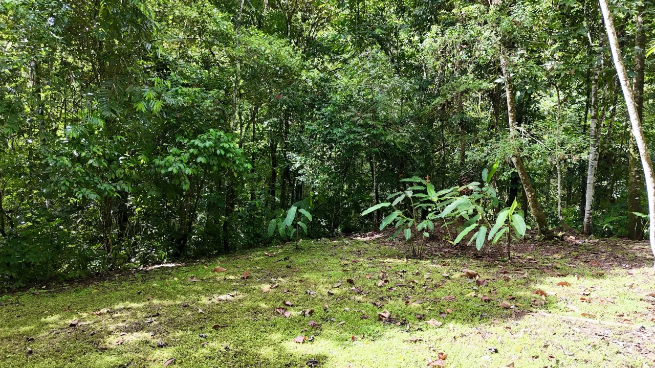 MOUNTAIN BUILDING PROPERTY WITH A CREEK, IN SAN JOSECITO – 5.9 ACRES, photo 15