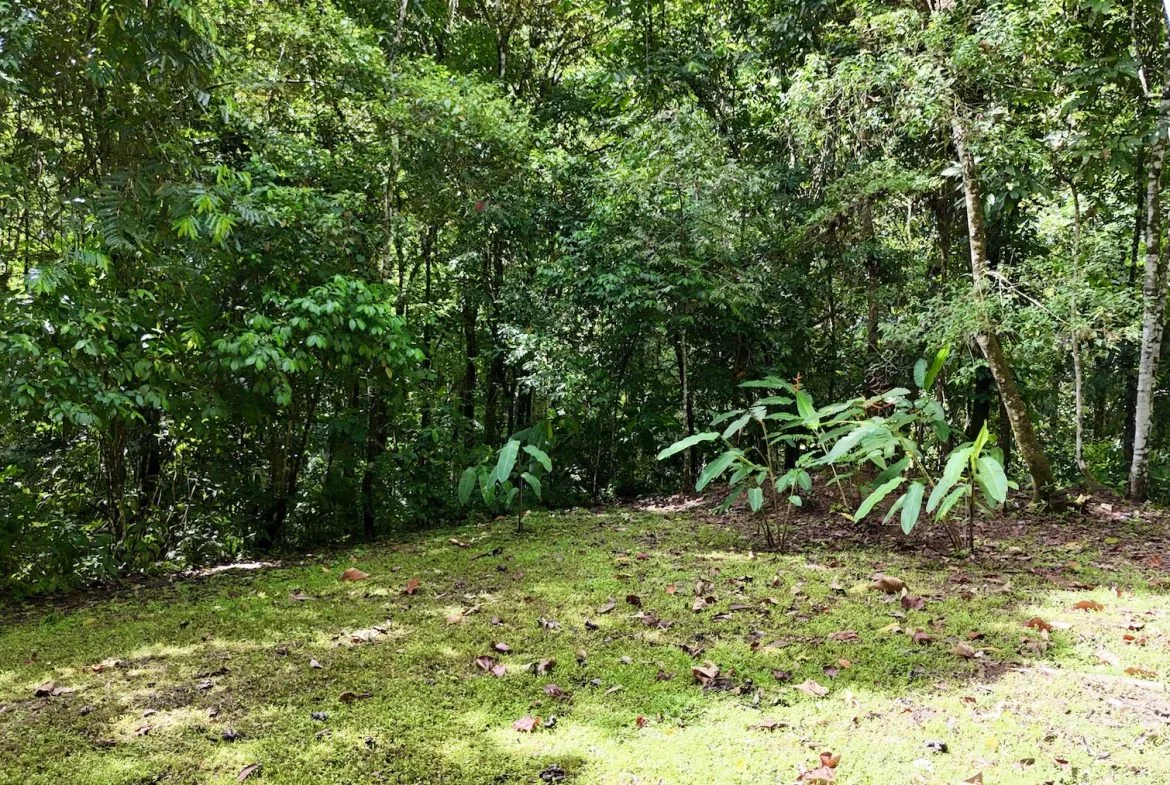 MOUNTAIN BUILDING PROPERTY WITH A CREEK, IN SAN JOSECITO – 5.9 ACRES, photo 16