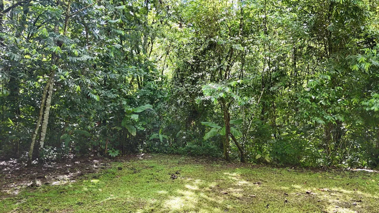 MOUNTAIN BUILDING PROPERTY WITH A CREEK, IN SAN JOSECITO – 5.9 ACRES, photo 17