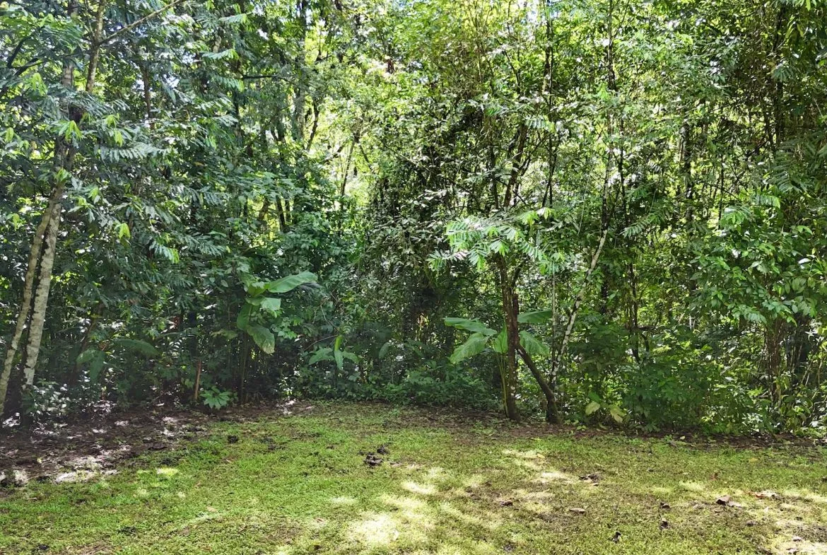 MOUNTAIN BUILDING PROPERTY WITH A CREEK, IN SAN JOSECITO – 5.9 ACRES, photo 18