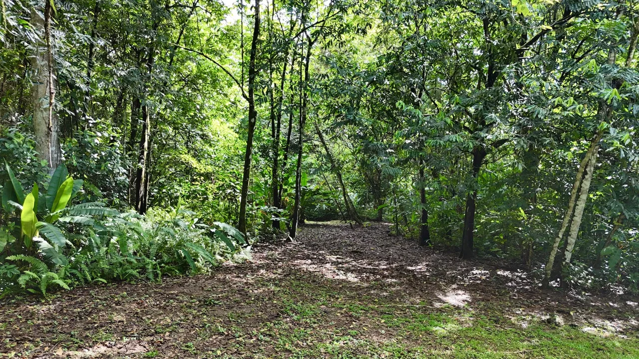 MOUNTAIN BUILDING PROPERTY WITH A CREEK, IN SAN JOSECITO – 5.9 ACRES, photo 19