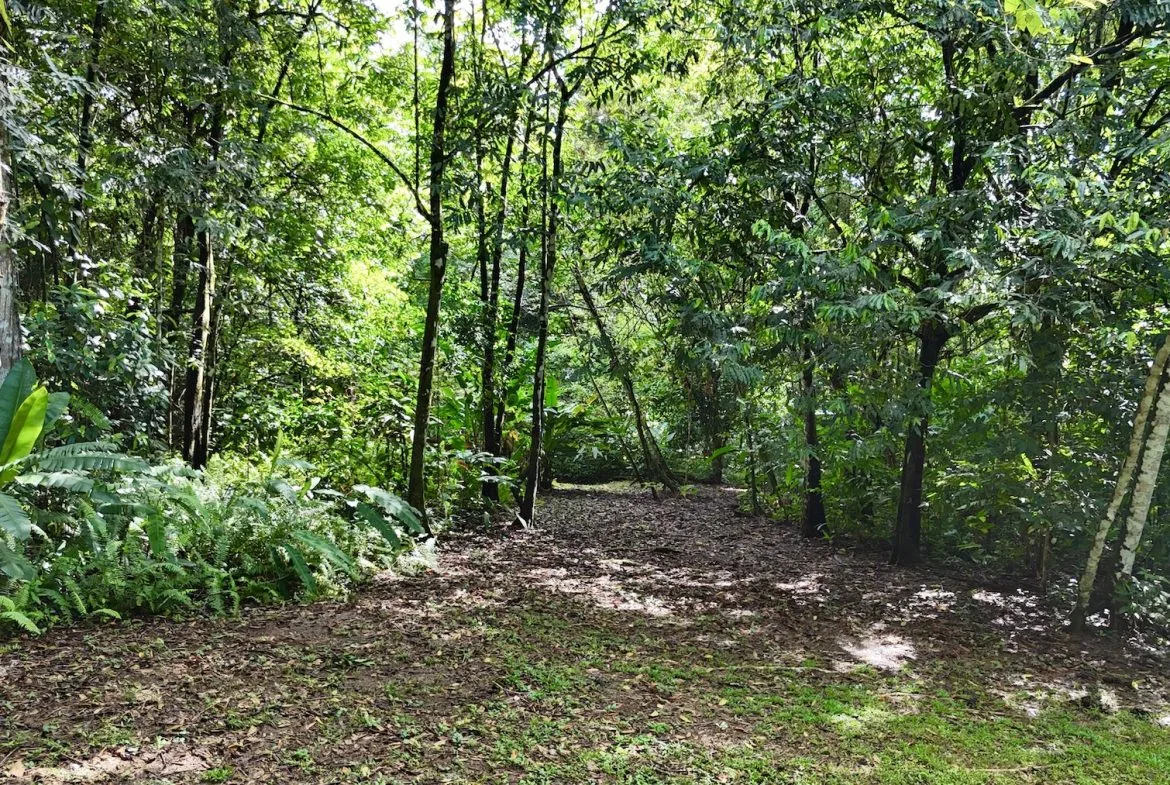 MOUNTAIN BUILDING PROPERTY WITH A CREEK, IN SAN JOSECITO – 5.9 ACRES, photo 20