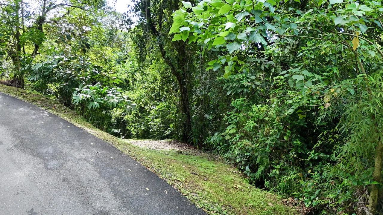 MOUNTAIN BUILDING PROPERTY WITH A CREEK, IN SAN JOSECITO – 5.9 ACRES, photo 3