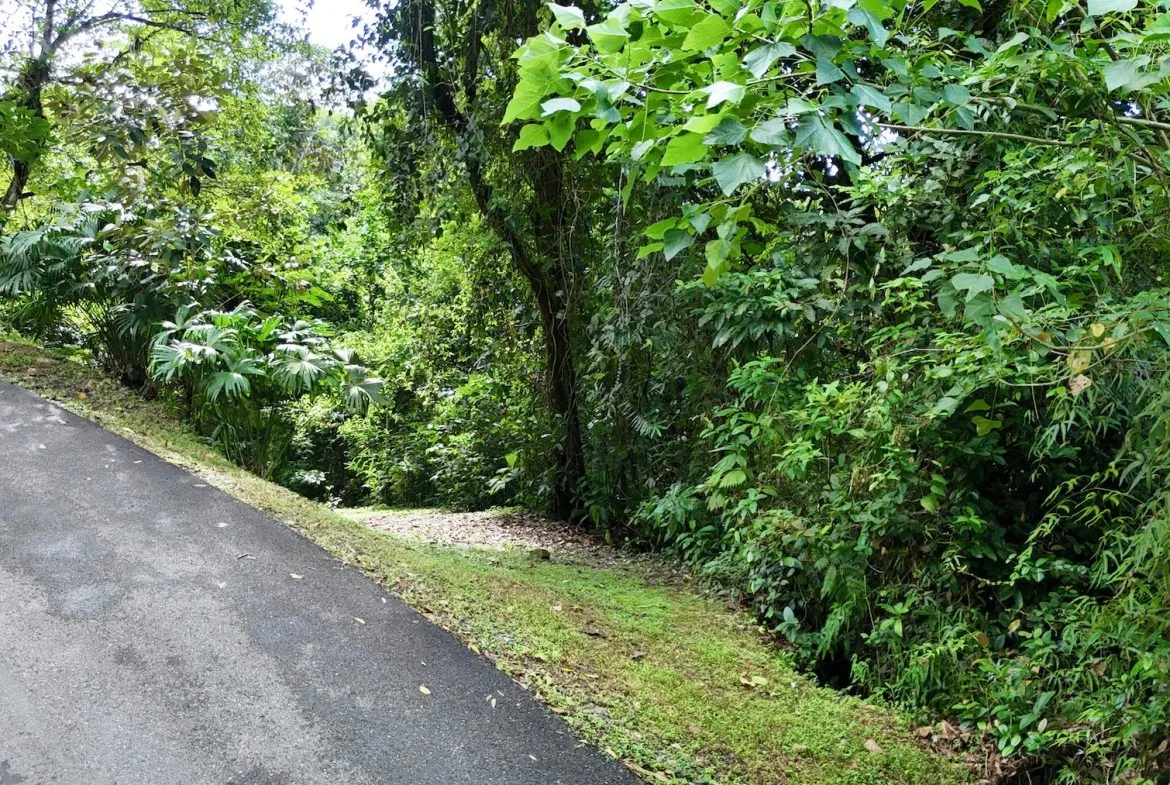 MOUNTAIN BUILDING PROPERTY WITH A CREEK, IN SAN JOSECITO – 5.9 ACRES, photo 4