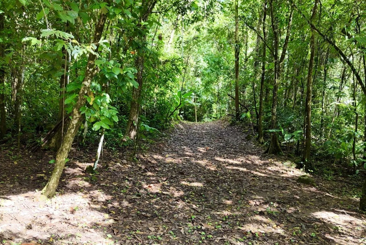 MOUNTAIN BUILDING PROPERTY WITH A CREEK, IN SAN JOSECITO – 5.9 ACRES, photo 6