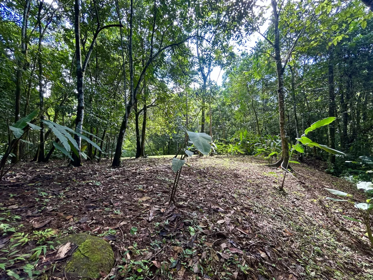 MOUNTAIN BUILDING PROPERTY WITH A CREEK, IN SAN JOSECITO – 5.9 ACRES, photo 7