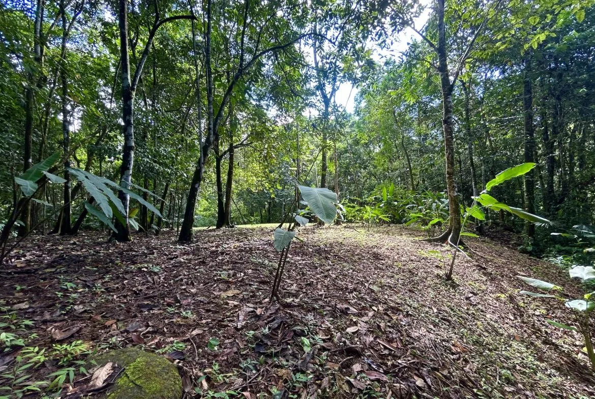 MOUNTAIN BUILDING PROPERTY WITH A CREEK, IN SAN JOSECITO – 5.9 ACRES, photo 8