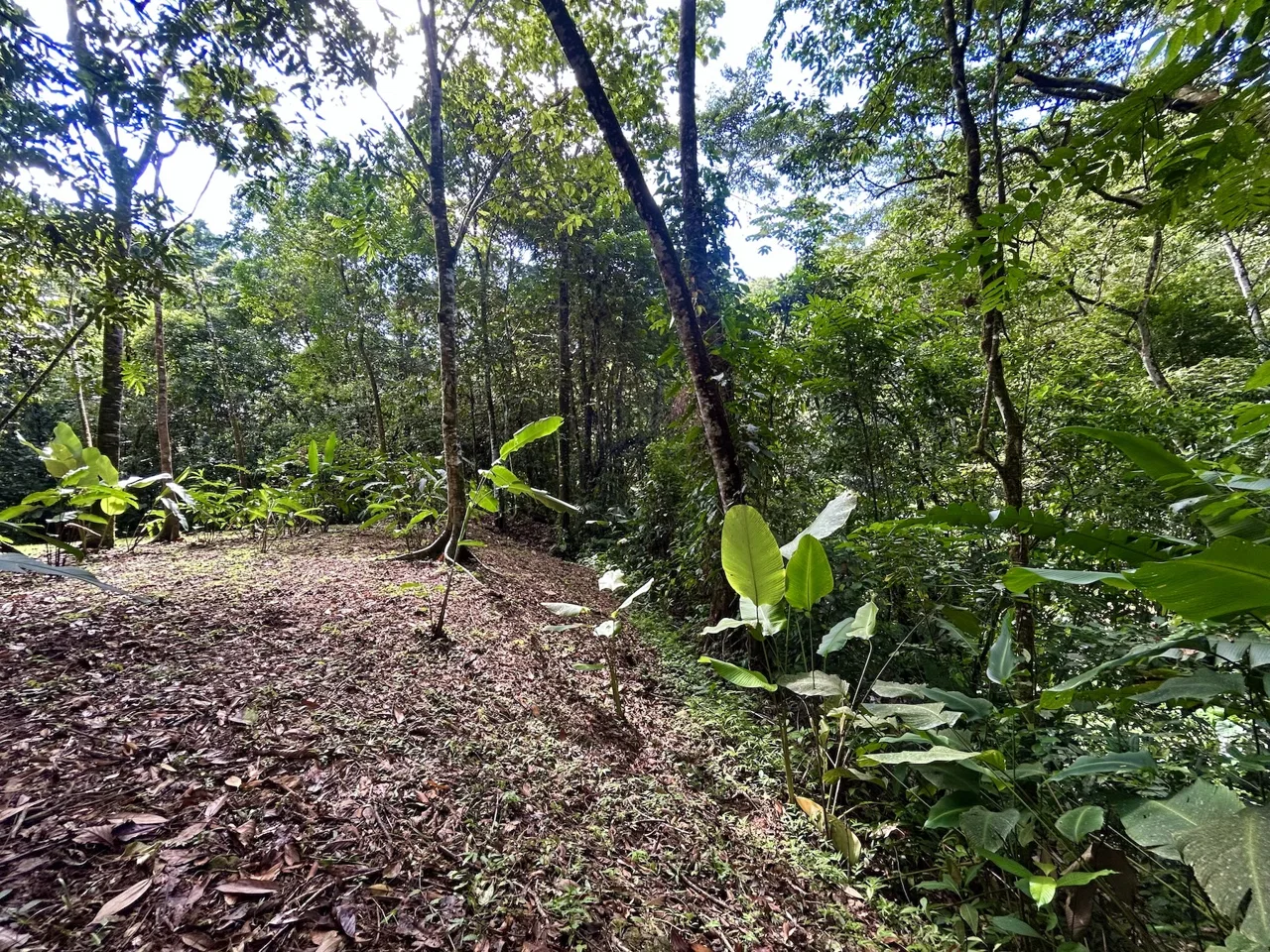 MOUNTAIN BUILDING PROPERTY WITH A CREEK, IN SAN JOSECITO – 5.9 ACRES, photo 9