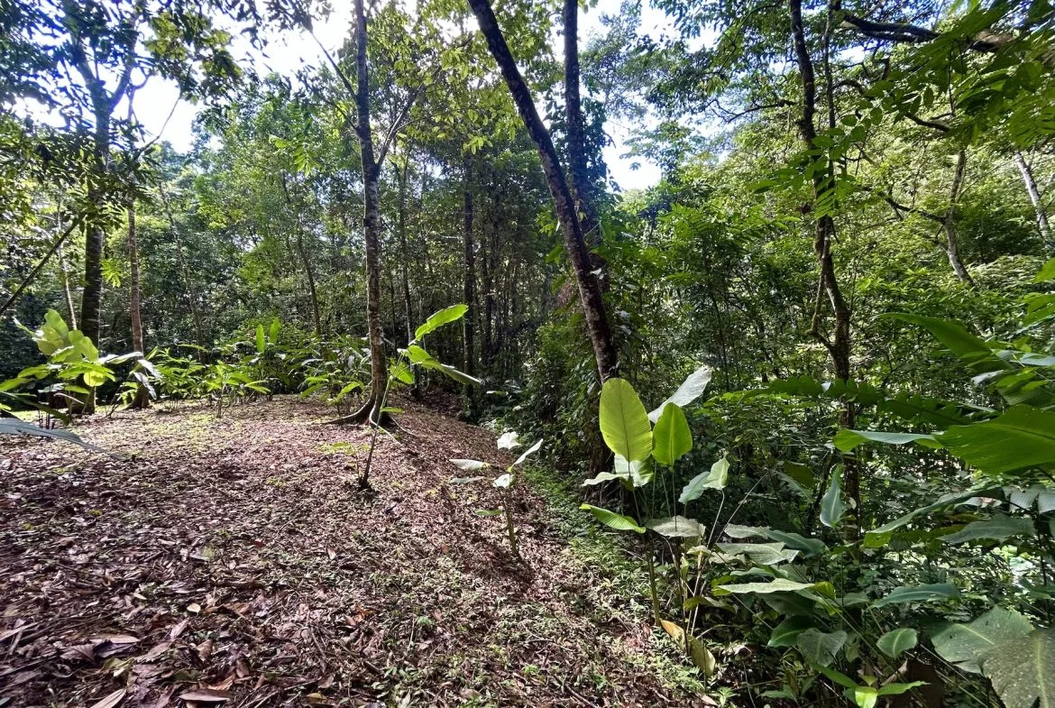 MOUNTAIN BUILDING PROPERTY WITH A CREEK, IN SAN JOSECITO – 5.9 ACRES, photo 10