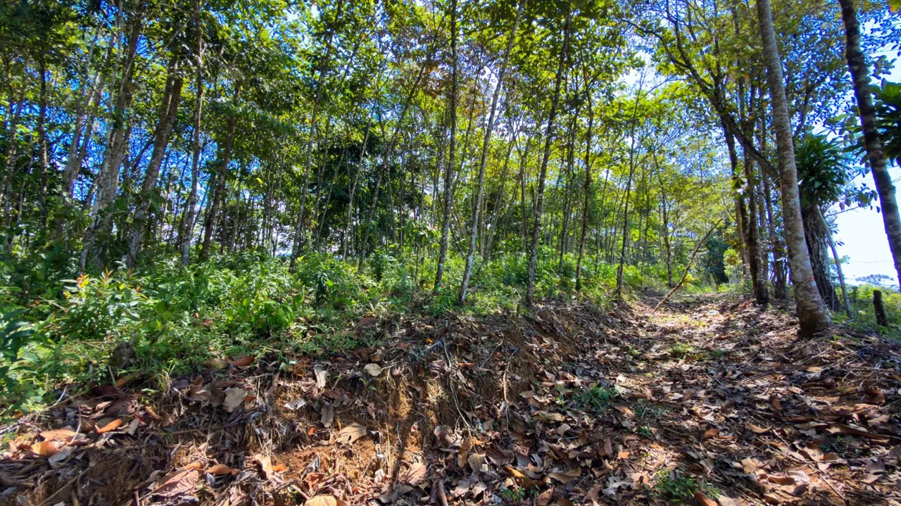 Land For Sale 1.8 Hectares Fully Serviced &amp; Nature-Surrounded in Quizarra Ready to Build, photo 12
