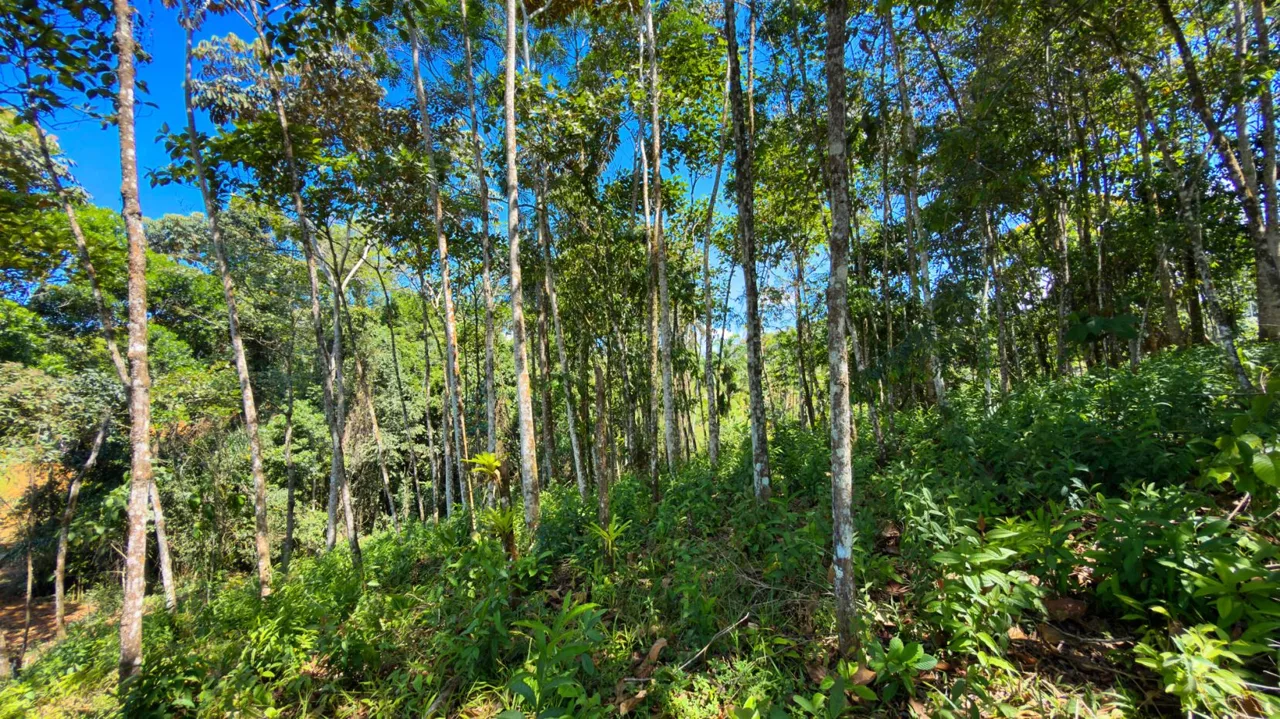 Land For Sale 1.8 Hectares Fully Serviced &amp; Nature-Surrounded in Quizarra Ready to Build, photo 10