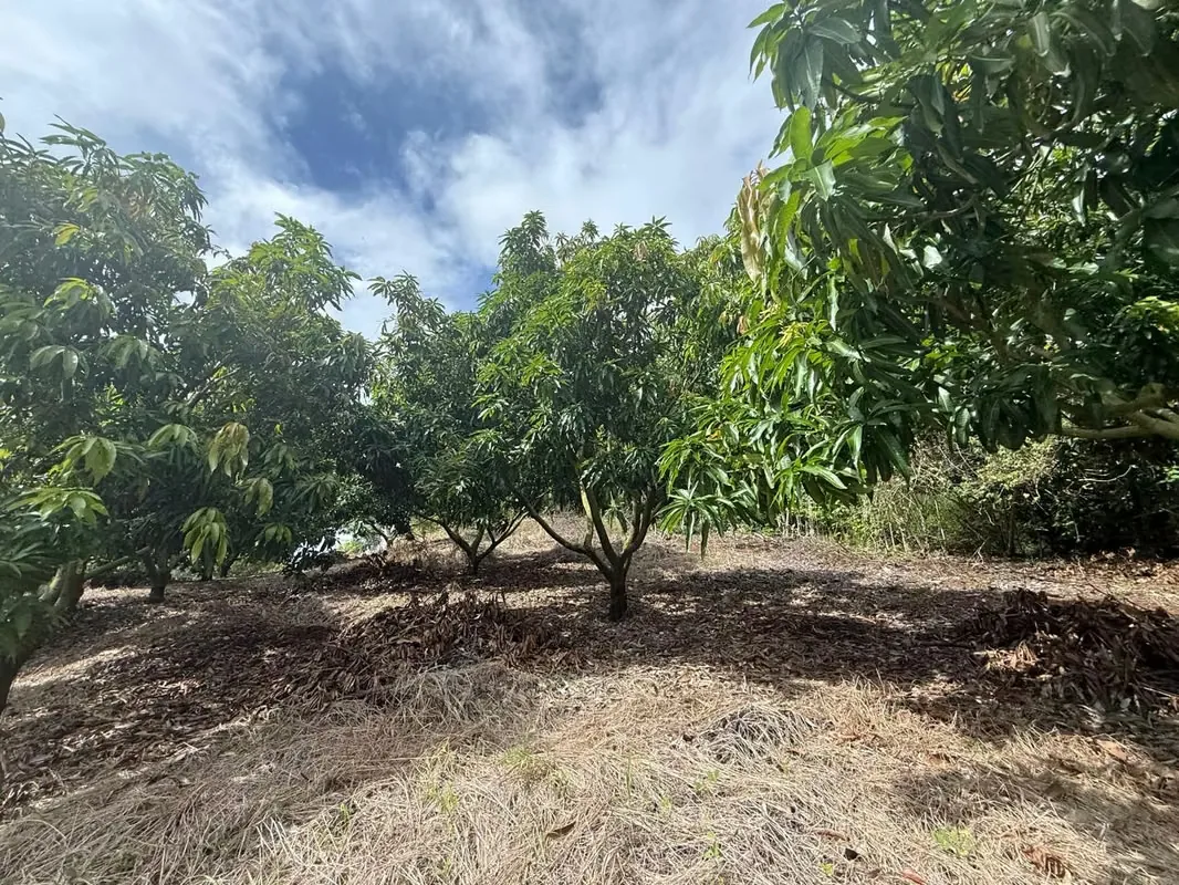 Finca Productiva de Mango en Venta en Turrubares el Llano | 62.281 m² con Ingresos Activos, photo 12