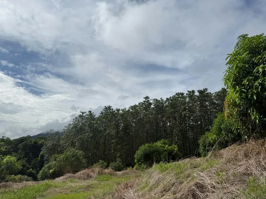 Finca Productiva de Mango en Venta en Turrubares el Llano | 62.281 m² con Ingresos Activos, photo 13
