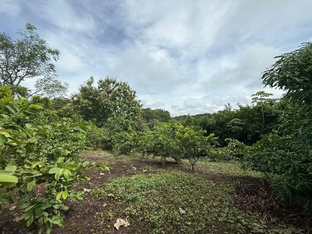 Finca Productiva de Mango en Venta en Turrubares el Llano | 62.281 m² con Ingresos Activos, photo 3