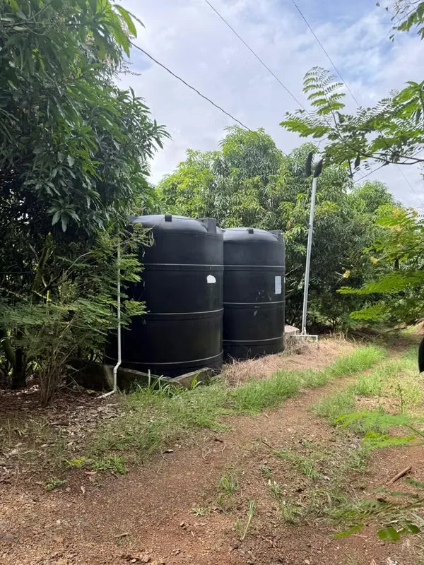 Finca Productiva de Mango en Venta en Turrubares el Llano | 62.281 m² con Ingresos Activos, photo 8