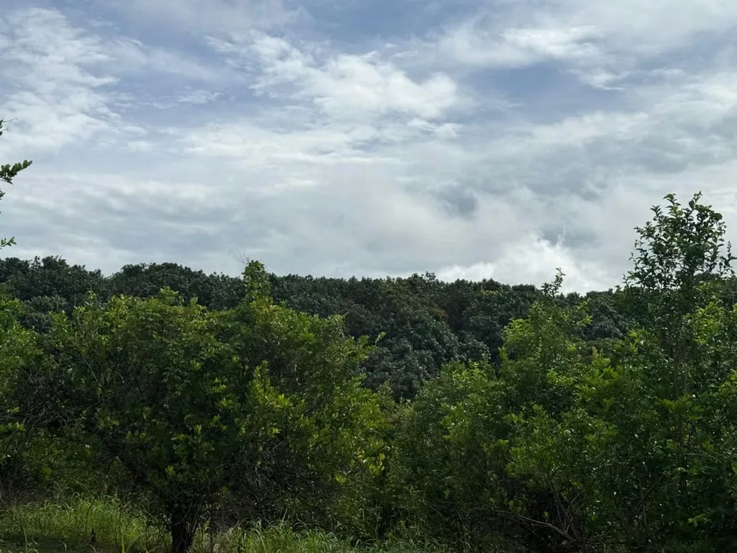 Finca Productiva de Mango en Venta en Turrubares el Llano | 62.281 m² con Ingresos Activos, photo 10