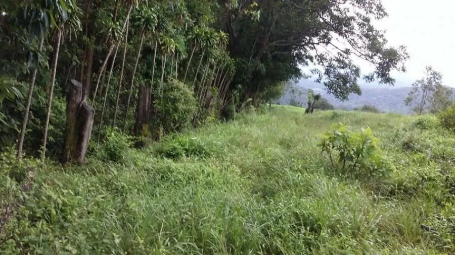 Venta de Lote en Zarcero, Alajuela.  - Venta en Zarcero