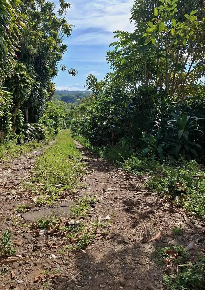 Terreno en Venta en Sarchí Sur, photo 3