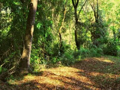 Unique Forest Lot in Cinco Ventanas,, photo 5