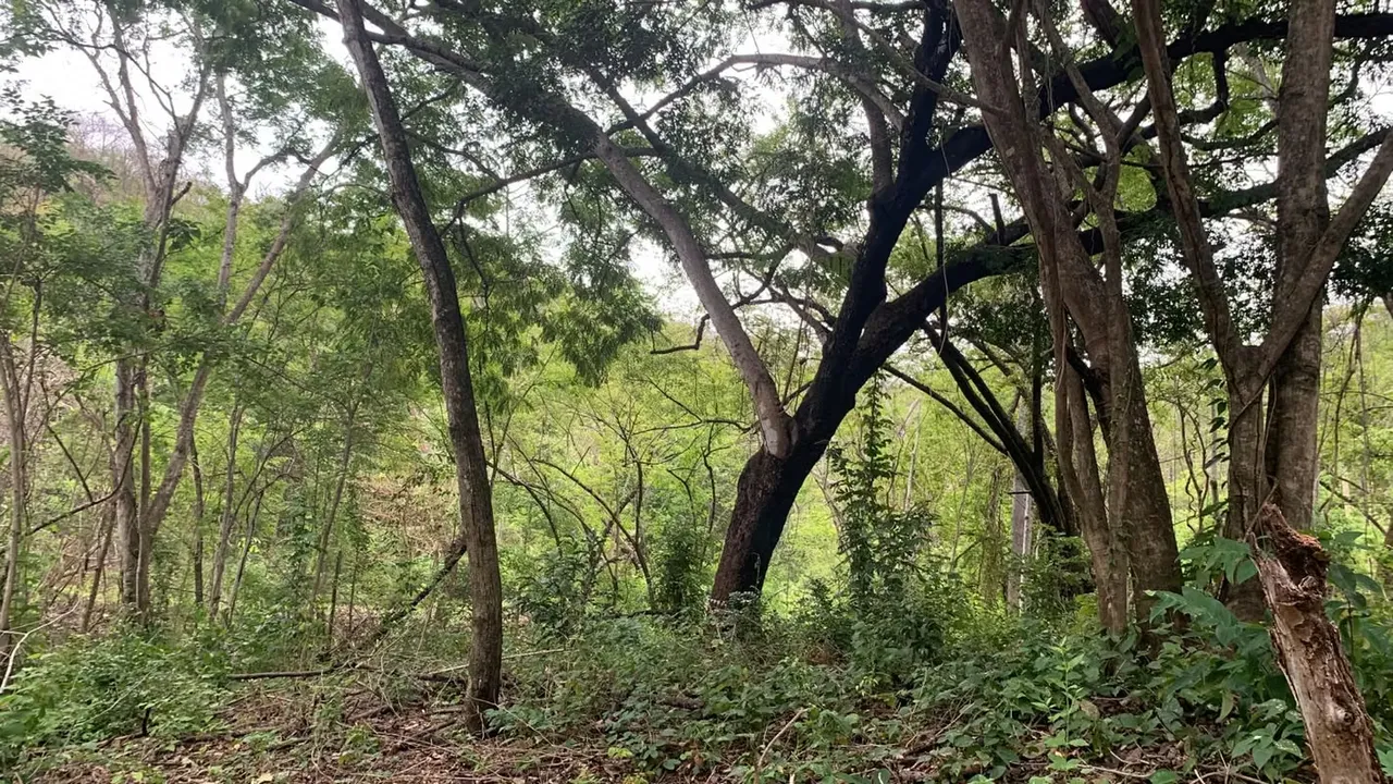 Beautiful lot with water and electricity, residential and commercial use., photo 6