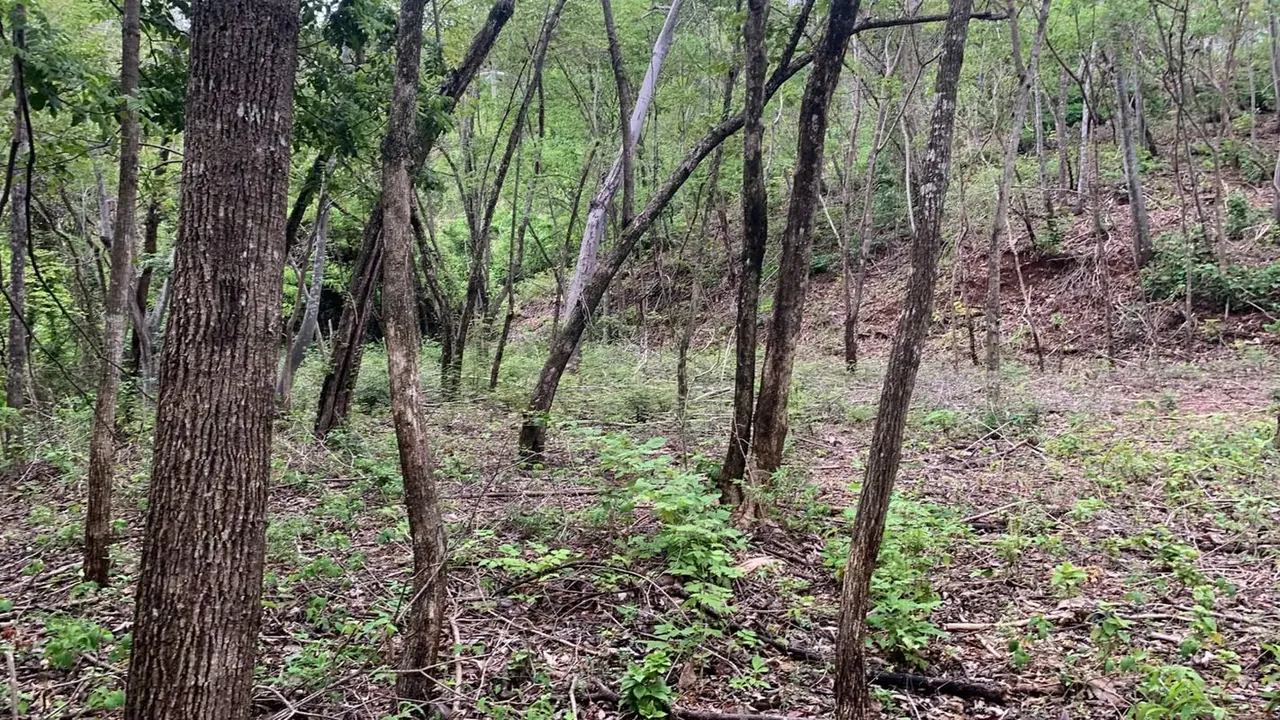 Beautiful lot with water and electricity, residential and commercial use., photo 7