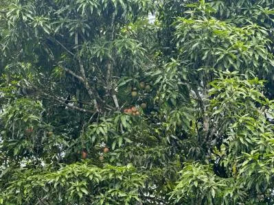 Sunrise And Sunset Views, Highway Frontage, Legal AYA Water, Many Mature Fruit Trees!!!!, photo 7