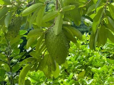 Sunrise And Sunset Views, Highway Frontage, Legal AYA Water, Many Mature Fruit Trees!!!!, photo 8