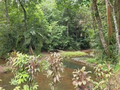 Un refrescante refugio a orillas del río en Ojochal., photo 8