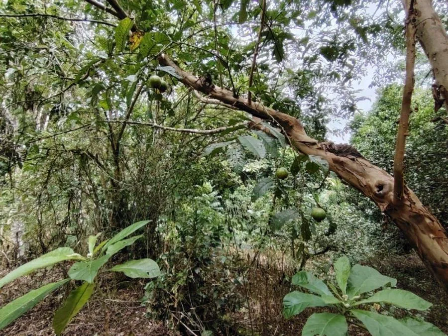 LOTE EN VENTA EN COSTA RICA NATURALEZA Y PRIVACIDAD - Venta en Perez Zeledón, photo 6