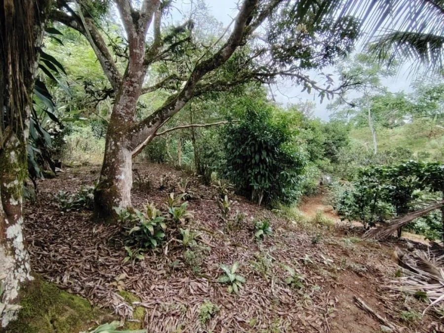LOTE EN VENTA EN COSTA RICA NATURALEZA Y PRIVACIDAD - Venta en Perez Zeledón, photo 8