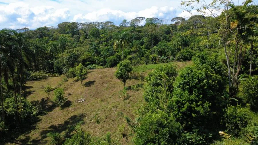 FINCA PRODUCTIVA EN VENTA – PUEBLO NUEVO DE CAJÓN, PÉREZ ZELEDÓN - Venta en Perez Zeledón, photo 8