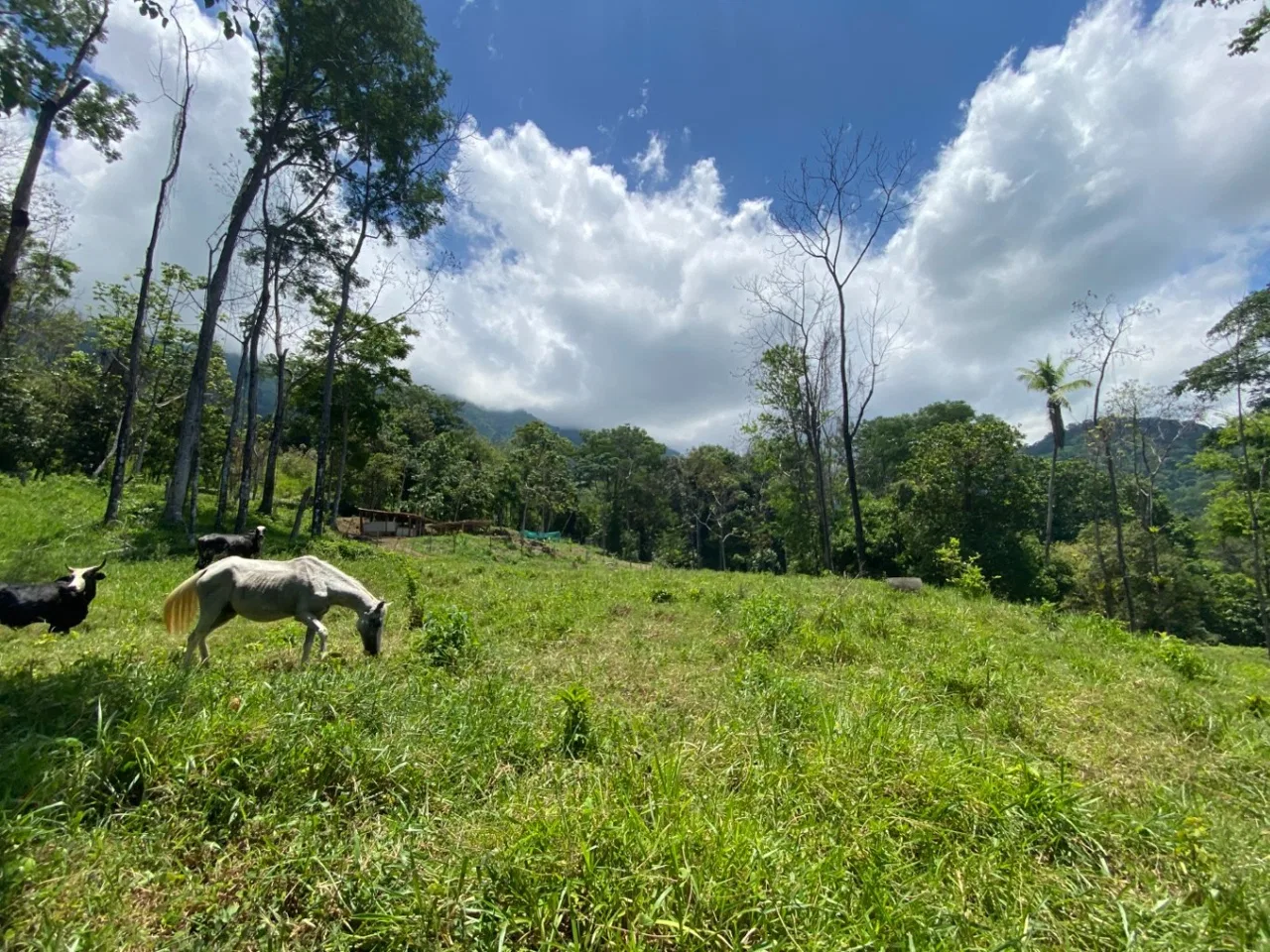 Development Opportunity in Ojochal – 22 Acres, photo 11