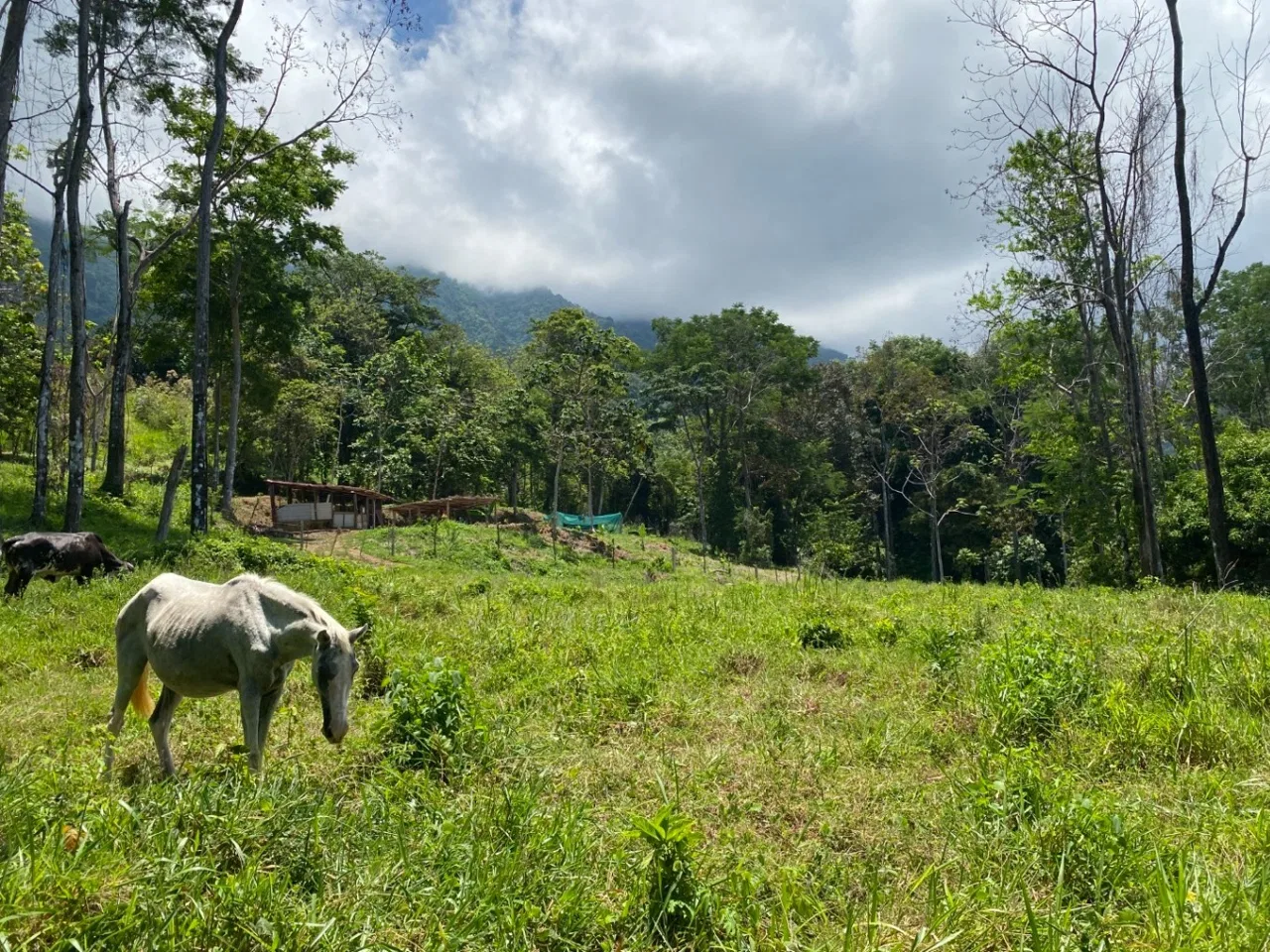Development Opportunity in Ojochal – 22 Acres, photo 17