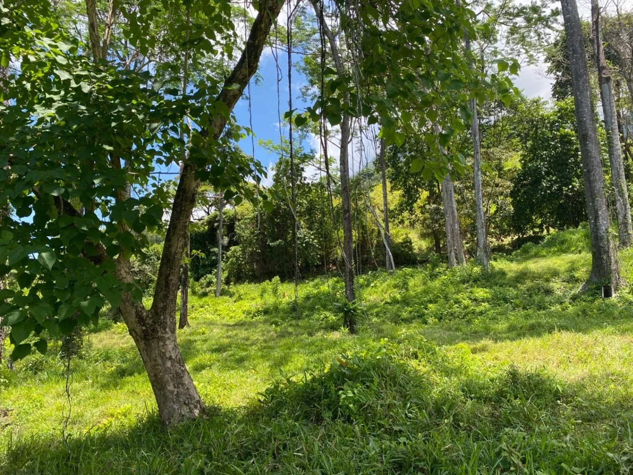 Development Opportunity in Ojochal – 22 Acres, photo 19