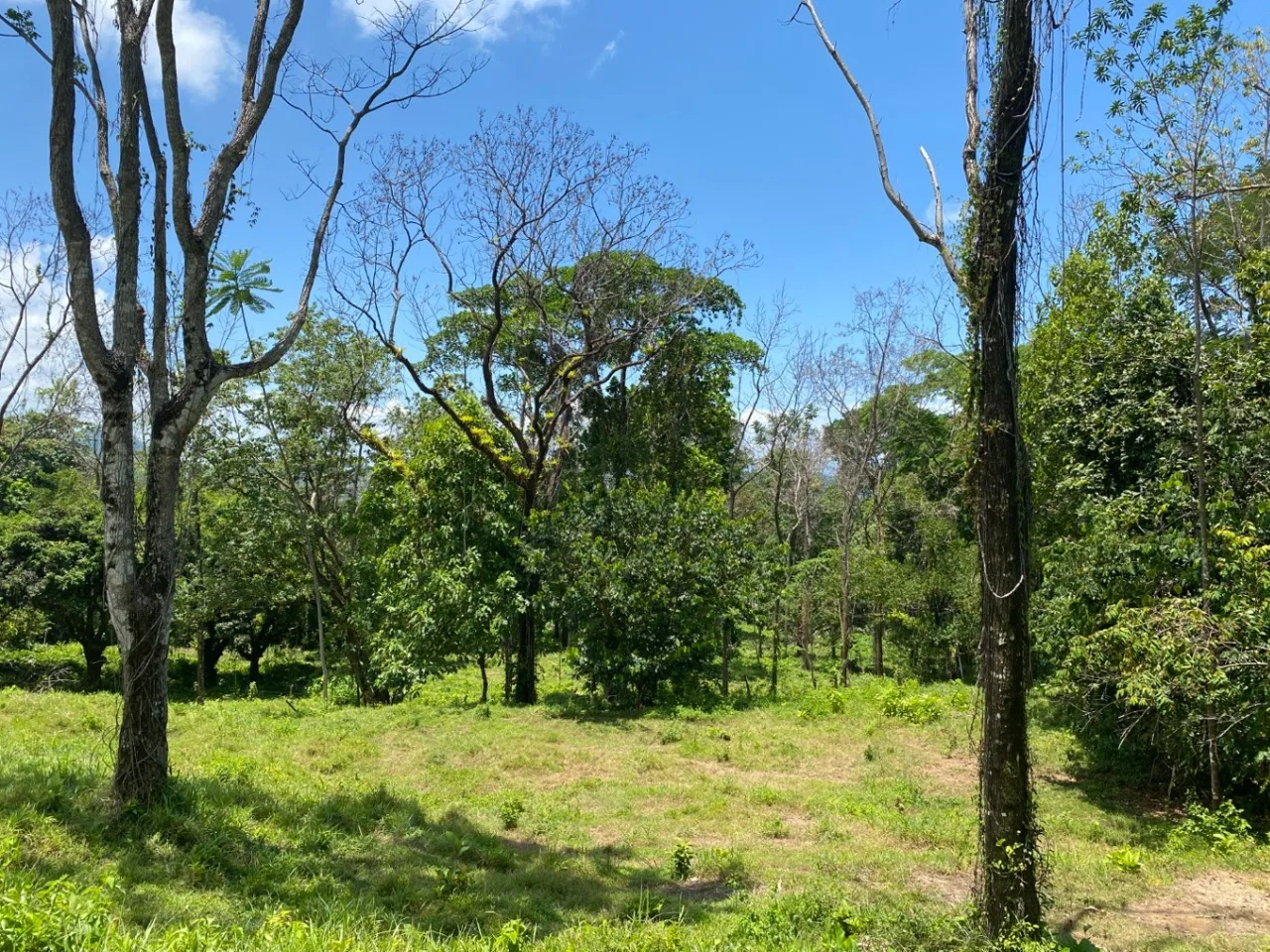 Development Opportunity in Ojochal – 22 Acres, photo 21