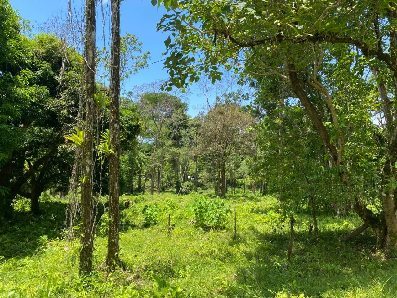 Development Opportunity in Ojochal – 22 Acres, photo 5