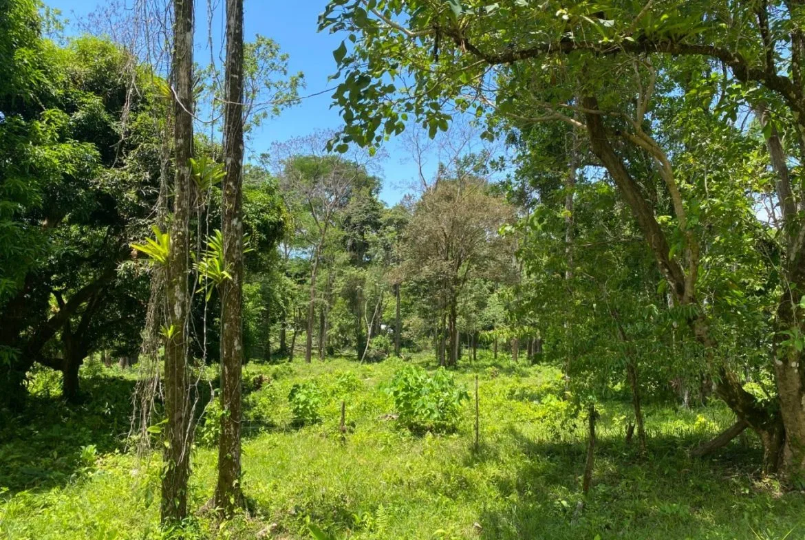Development Opportunity in Ojochal – 22 Acres, photo 6