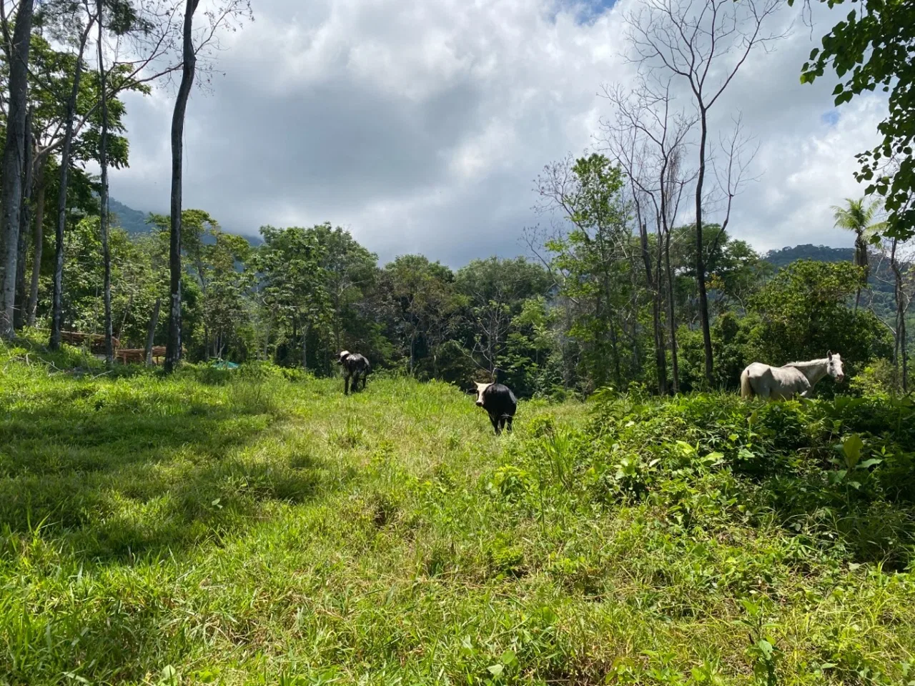 Development Opportunity in Ojochal – 22 Acres, photo 9