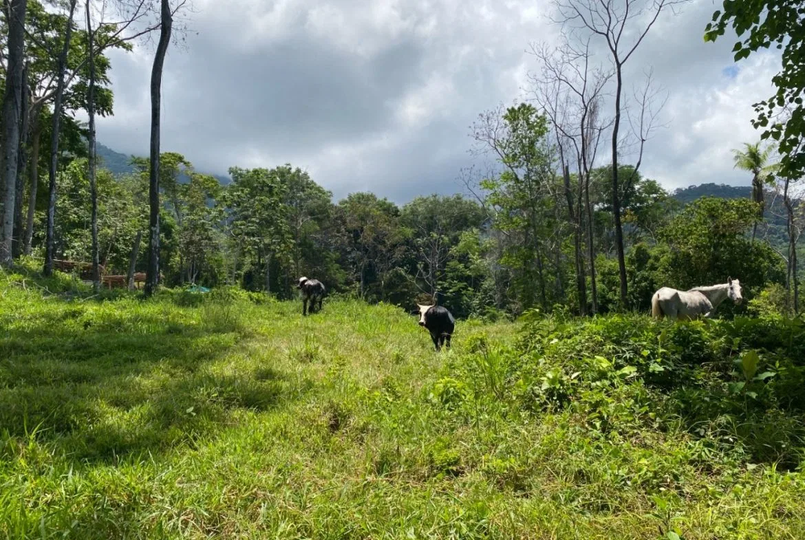 Development Opportunity in Ojochal – 22 Acres, photo 10